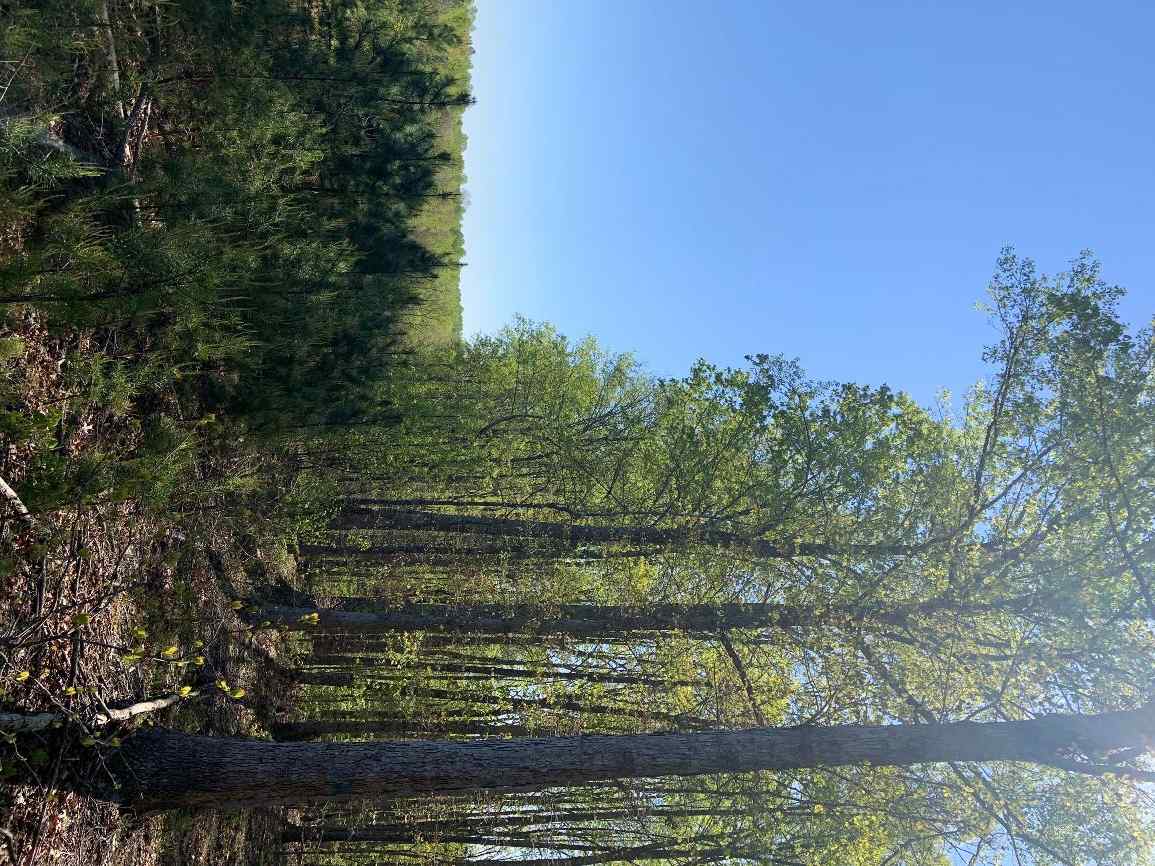 Advance Land and Timber Land for sale property_imgs/4~75.jpg