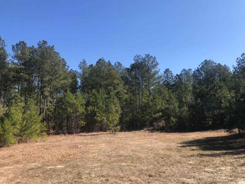 Advance Land and Timber Land for sale property_imgs/521_21.jpg