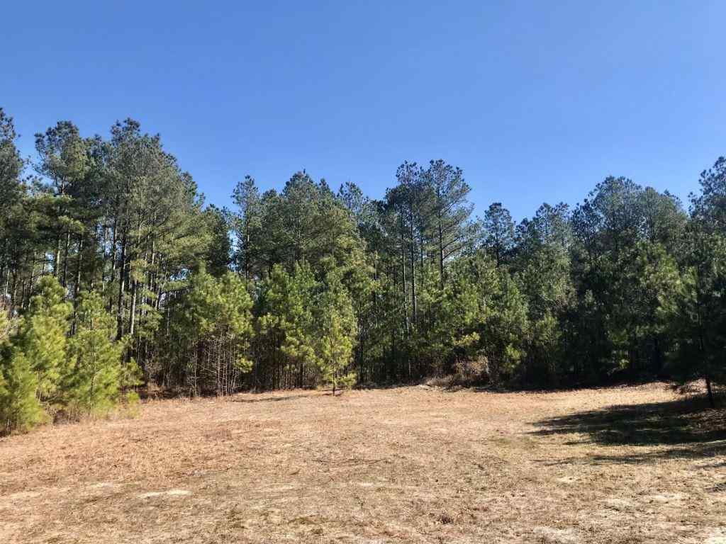 Advance Land and Timber Land for sale property_imgs/521_22.jpg