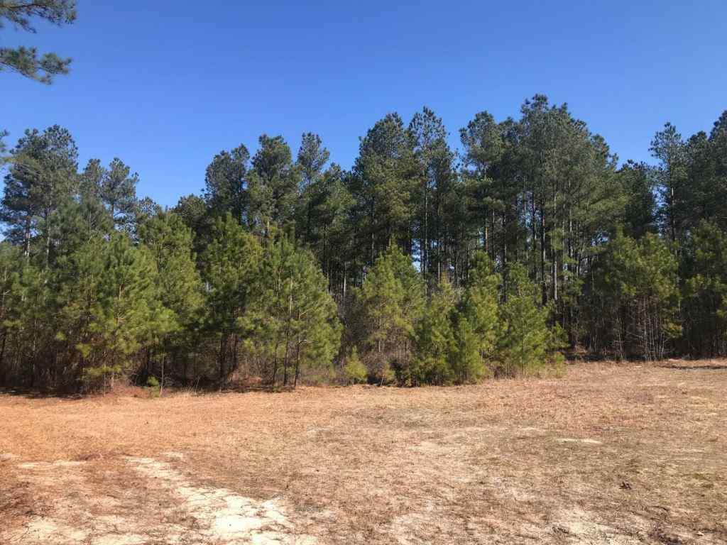 Advance Land and Timber Land for sale property_imgs/521_2~0.jpg