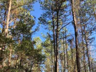 Advance Land and Timber Land for sale property_imgs/541.jpg