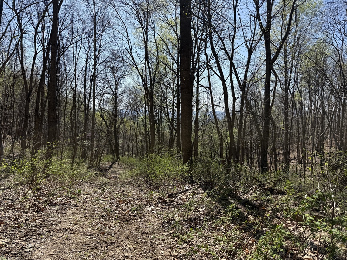 Advance Land and Timber Land for sale property_imgs/5588902a8054f6e22ed3484c140ffc62_2251.jpeg