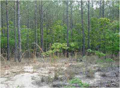 Advance Land and Timber Land for sale property_imgs/55_3.jpg