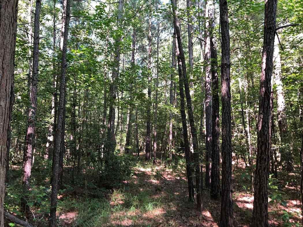 Advance Land and Timber Land for sale property_imgs/56c51a39a7c77d8084838cc920585bd0_1853.jpg