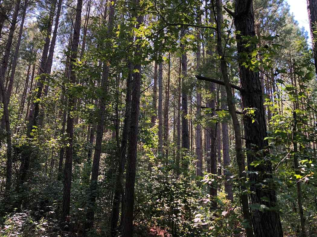 Advance Land and Timber Land for sale property_imgs/571e0f7e2d992e738adff8b1bd43a521_1853.jpg