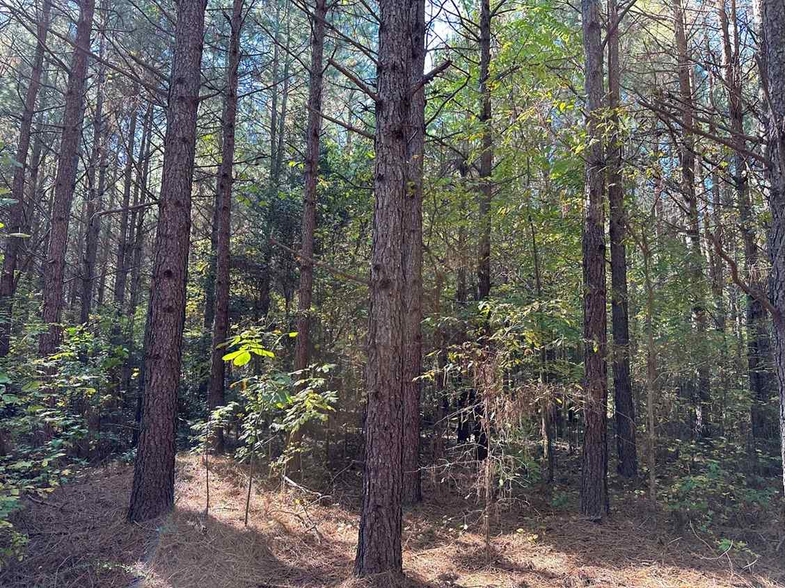 91.28 Acres of land for sale in Dinwiddie Virginia Advance Land and