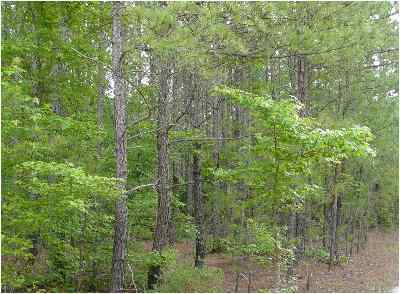 Advance Land and Timber Land for sale property_imgs/5_2~1.jpg