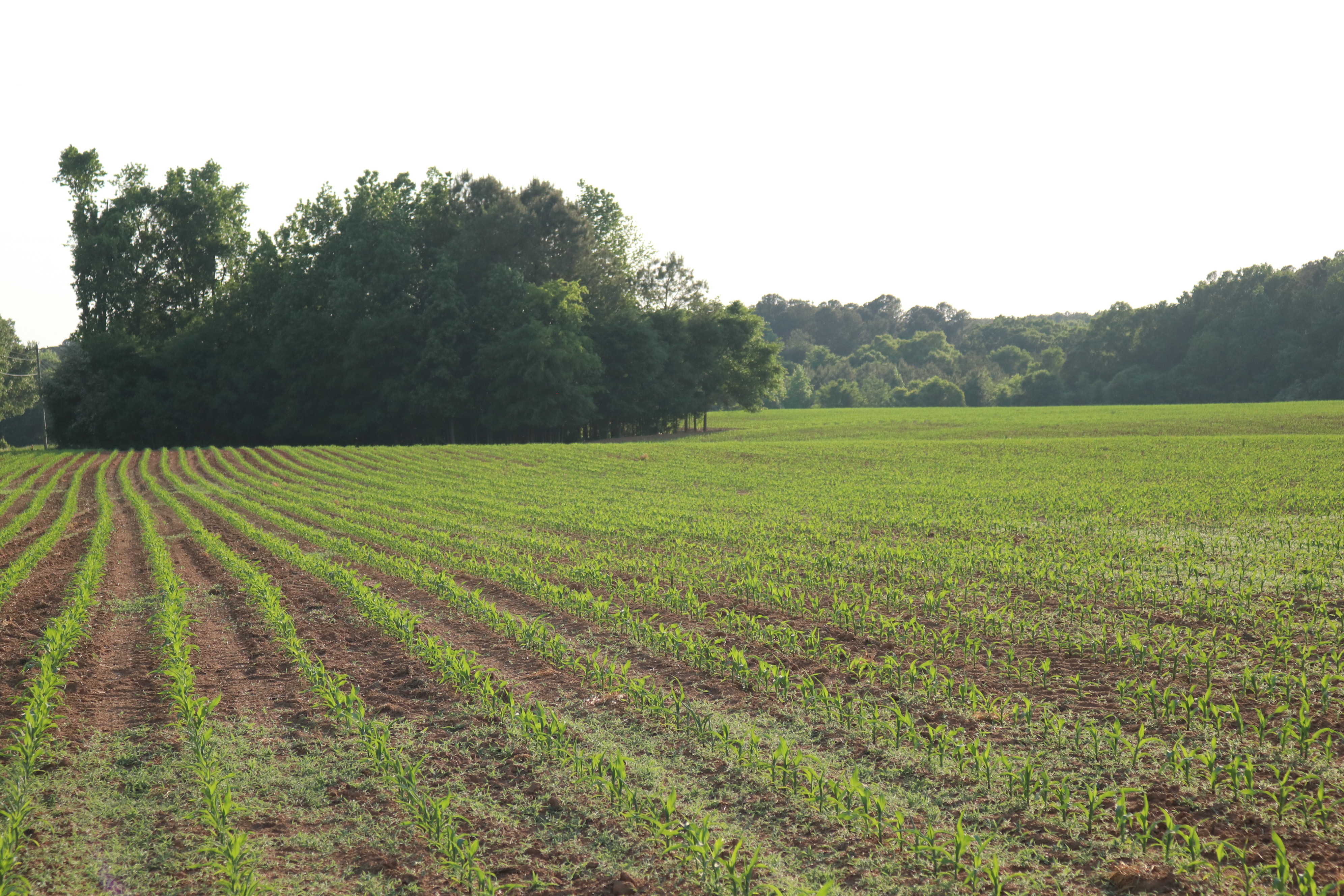 Newberry County South Carolina Land for Sale