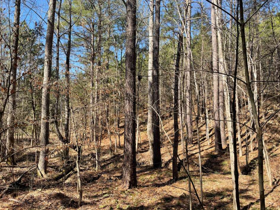 Advance Land and Timber Land for sale property_imgs/5~122.jpg