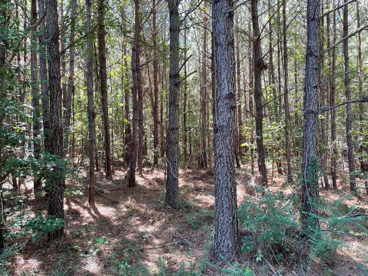 Advance Land and Timber Land for sale property_imgs/5~136.jpg