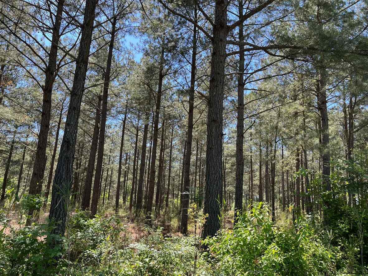 Advance Land and Timber Land for sale property_imgs/5~179.jpg