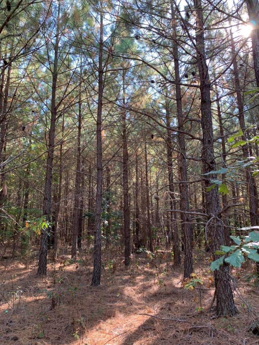 Advance Land and Timber Land for sale property_imgs/5~50.jpg