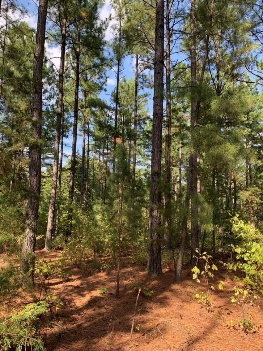 Advance Land and Timber Land for sale property_imgs/5~55.jpg