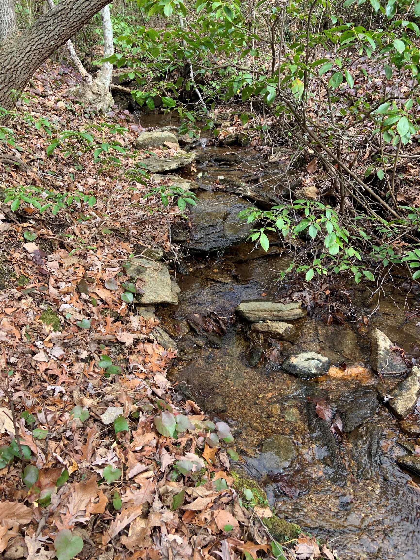 Advance Land and Timber Land for sale property_imgs/5~60.jpg