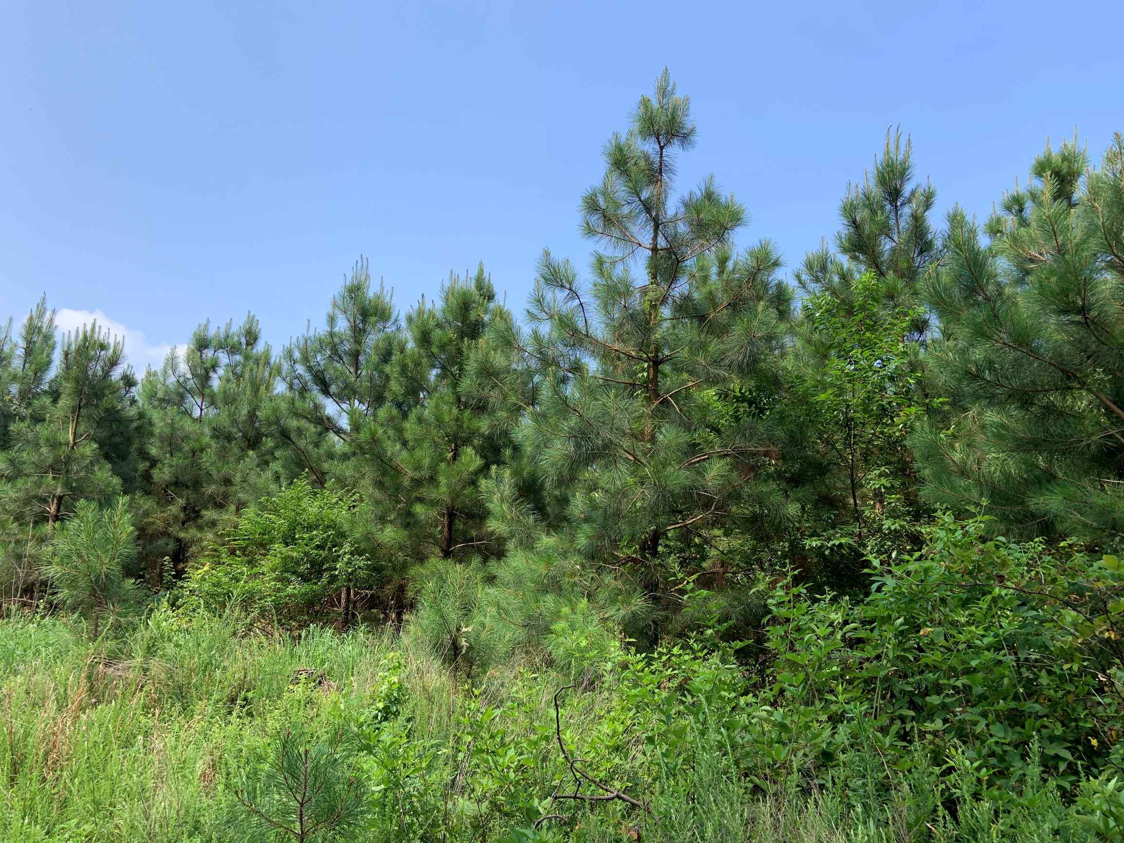 Advance Land and Timber Land for sale property_imgs/5~85.jpg