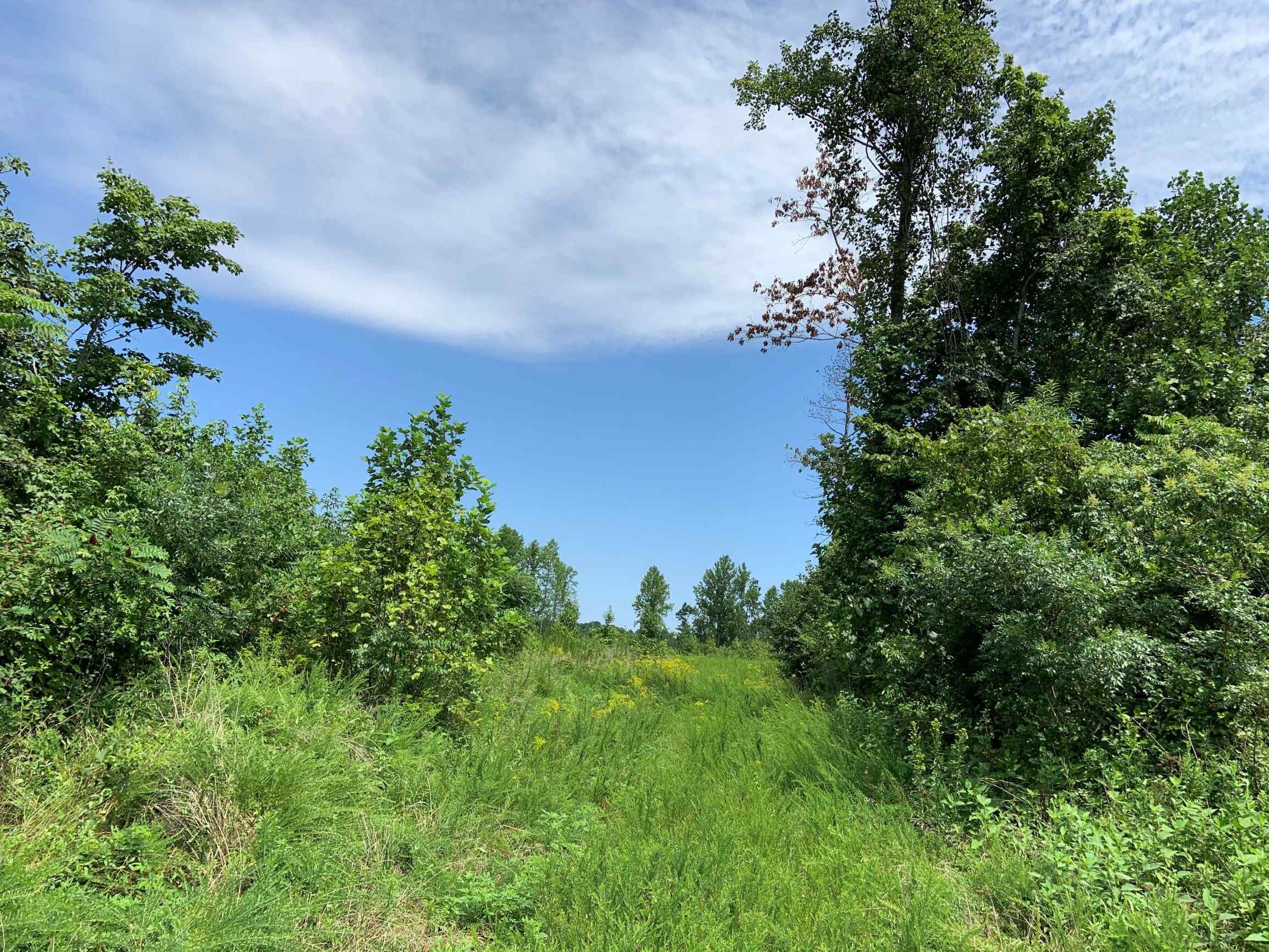 Advance Land and Timber Land for sale property_imgs/5~89.jpg