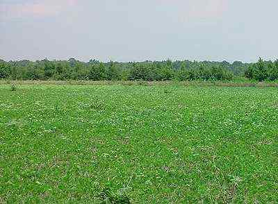 Dillon County South Carolina Land for Sale