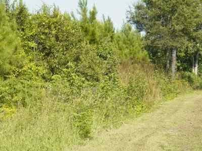 Advance Land and Timber Land for sale property_imgs/669_2.jpg