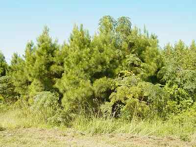 Advance Land and Timber Land for sale property_imgs/669_3.jpg