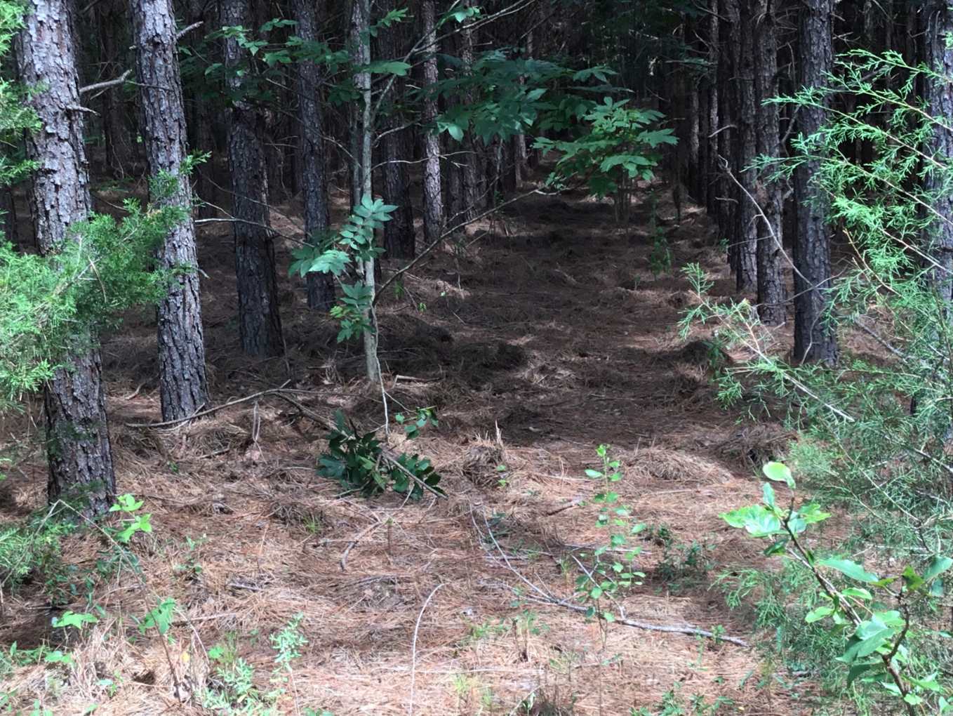 Abbeville County South Carolina Land for Sale