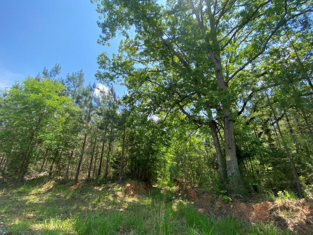 Advance Land and Timber Land for sale property_imgs/6c990b7aca7bc7058f5e98ea909e924b_2026.jpg