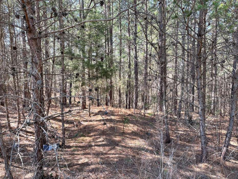 Advance Land and Timber Land for sale property_imgs/6~115.jpg