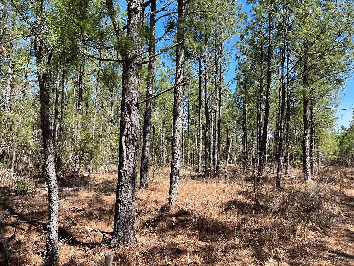 Advance Land and Timber Land for sale property_imgs/6~155.jpg