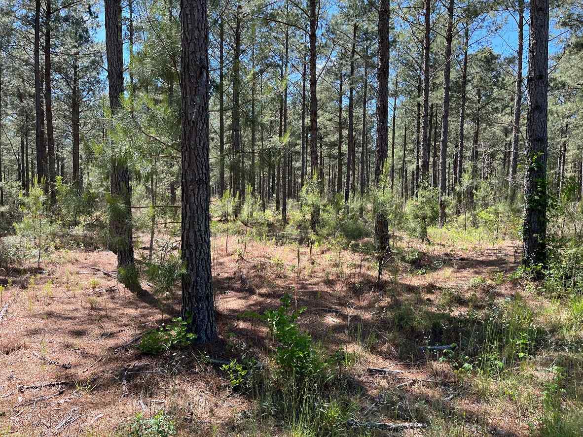 Advance Land and Timber Land for sale property_imgs/6~169.jpg