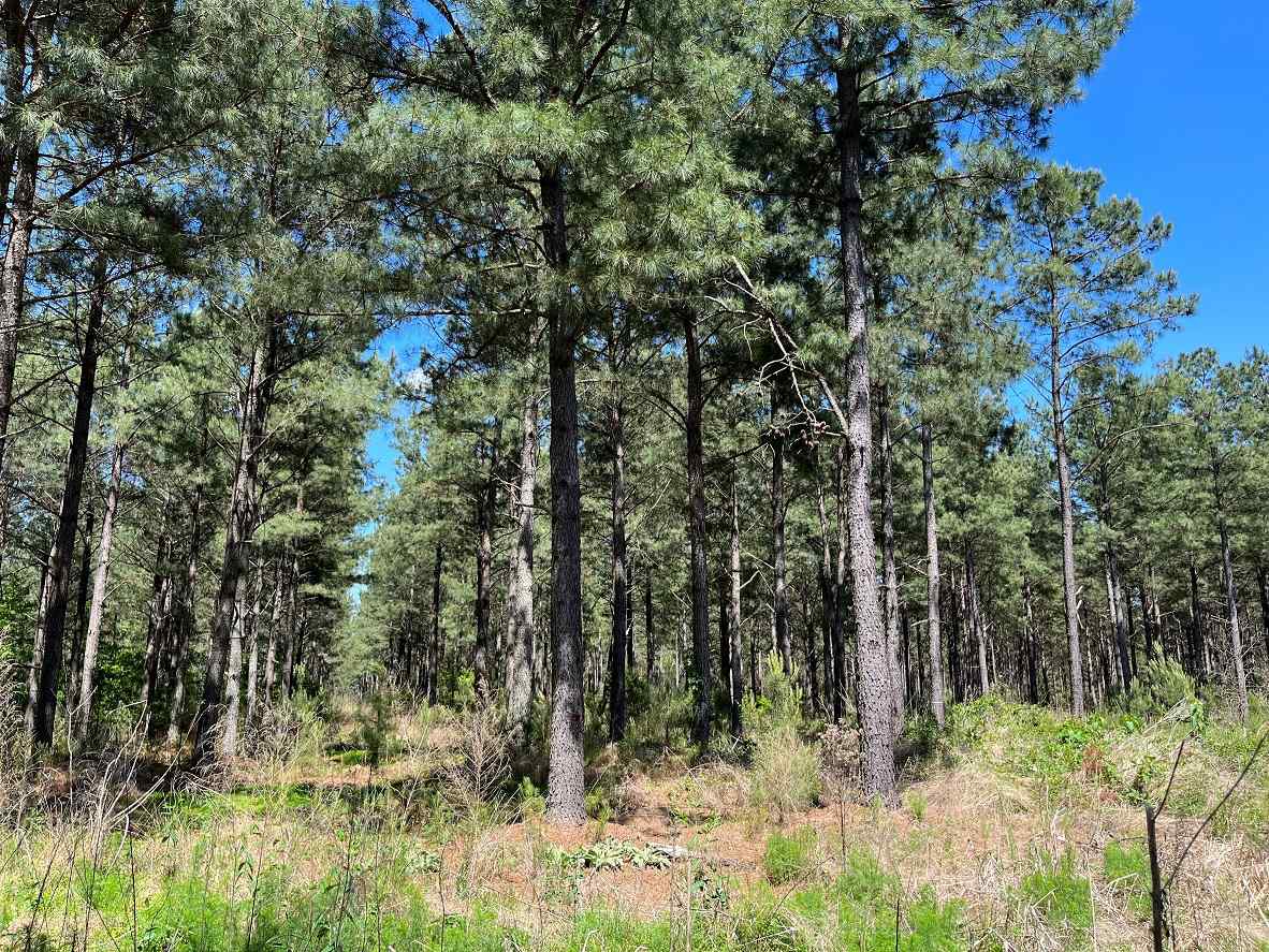 Advance Land and Timber Land for sale property_imgs/6~170.jpg