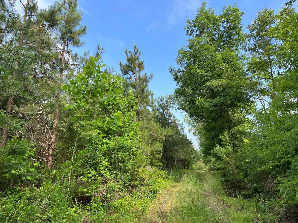 Advance Land and Timber Land for sale property_imgs/6~190.jpg