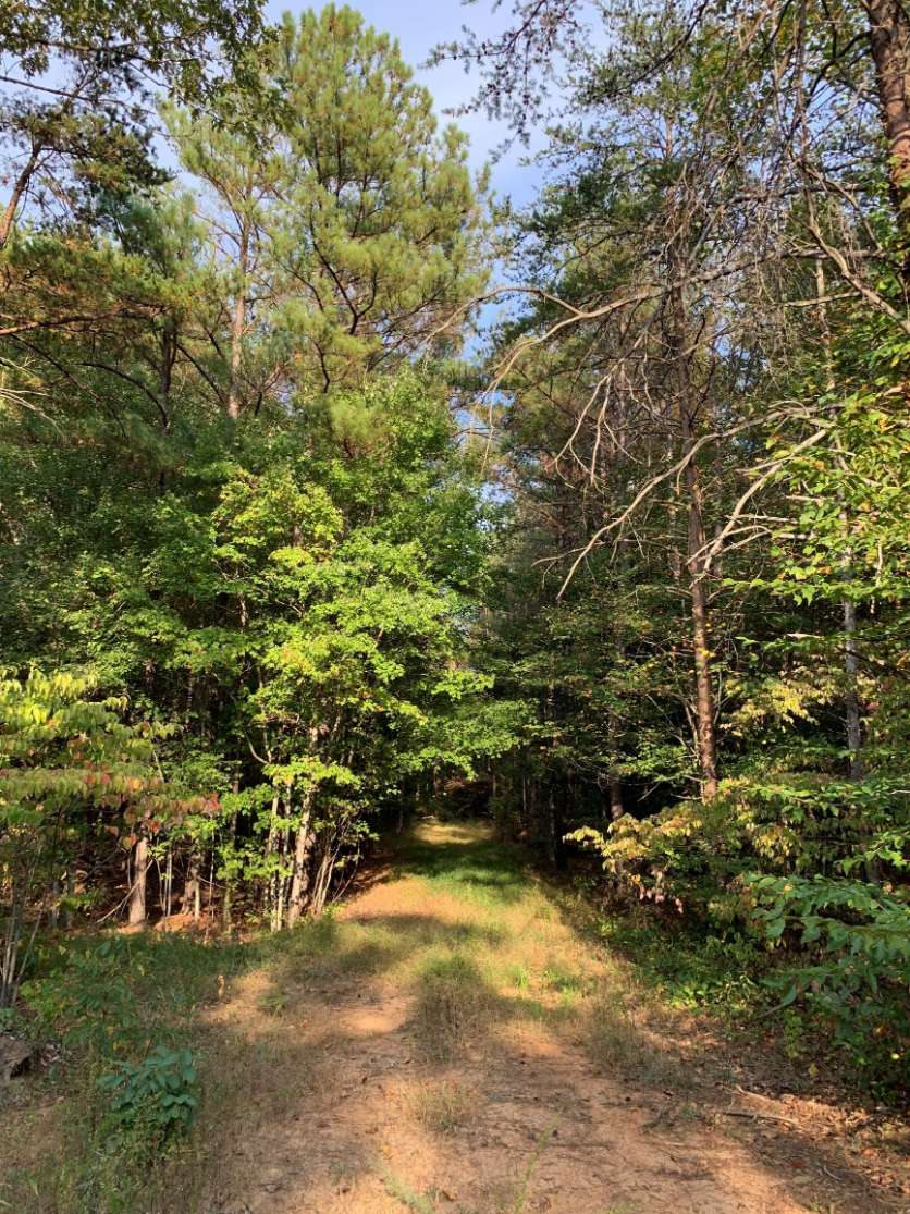 Advance Land and Timber Land for sale property_imgs/6~50.jpg