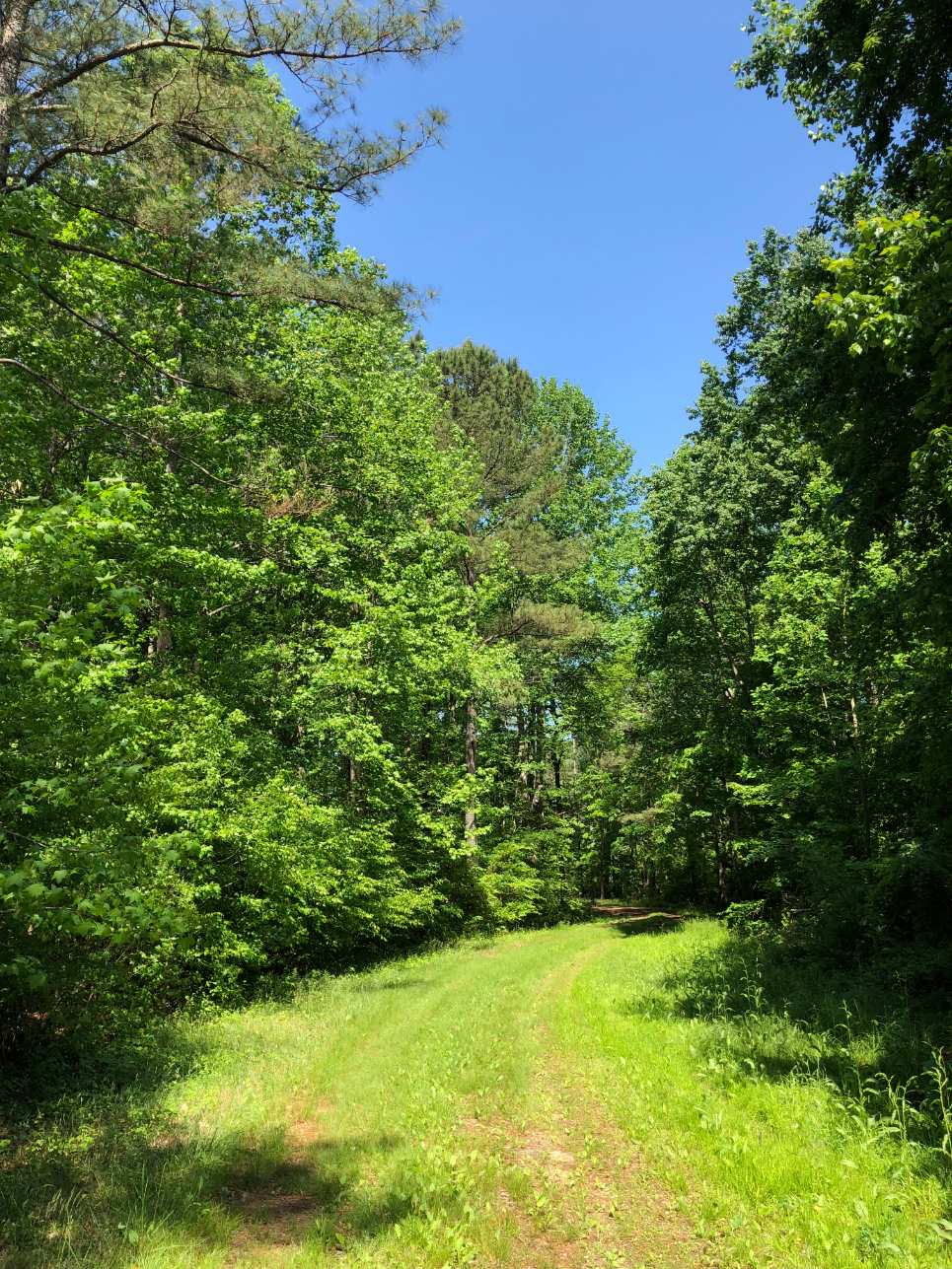 Advance Land and Timber Land for sale property_imgs/6~9.jpg