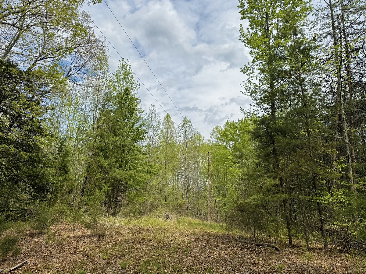 Advance Land and Timber Land for sale property_imgs/70162fe655ec381ac6312ebf026aac54_2258.jpg