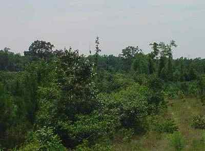 Advance Land and Timber Land for sale property_imgs/711_5.jpg