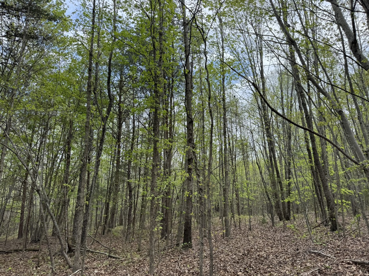Advance Land and Timber Land for sale property_imgs/72007983849f4fcb0ad565439834756b_2258.jpg