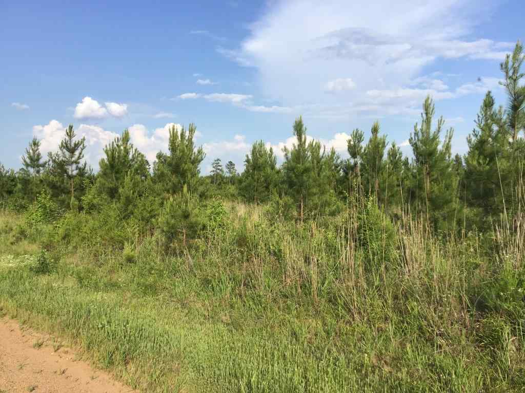 Advance Land and Timber Land for sale property_imgs/740a02d0786a4239a62076f650cd26da.jpg