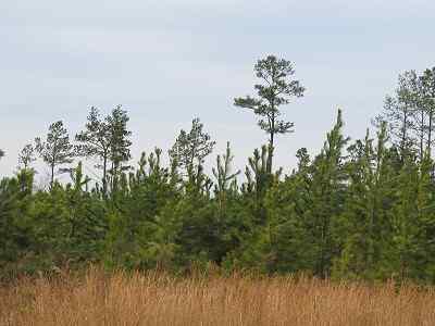 Advance Land and Timber Land for sale property_imgs/77_1.jpg
