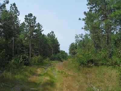Advance Land and Timber Land for sale property_imgs/77_7.jpg