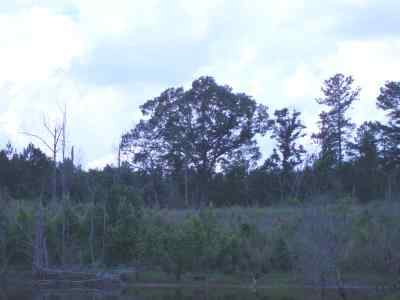 Advance Land and Timber Land for sale property_imgs/7819_2.jpg