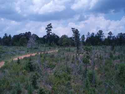 Advance Land and Timber Land for sale property_imgs/7819_4.jpg