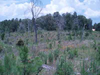 Advance Land and Timber Land for sale property_imgs/7819_5.jpg