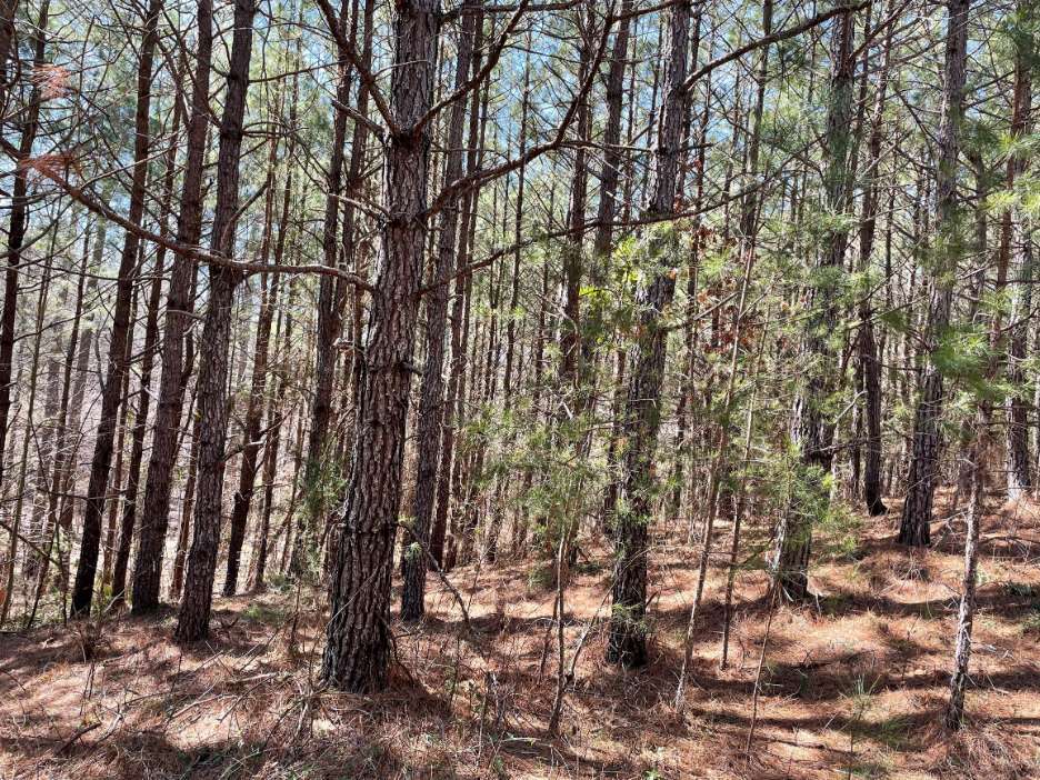 Advance Land and Timber Land for sale property_imgs/7~112.jpg