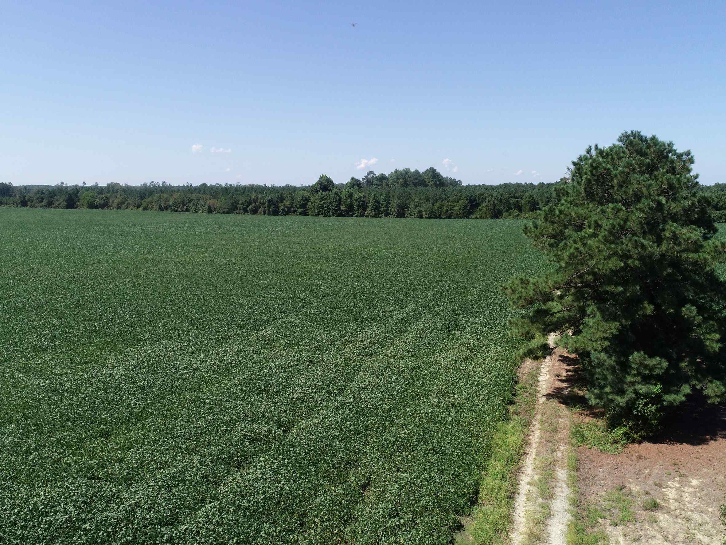 Advance Land and Timber Land for sale property_imgs/7~127.jpg