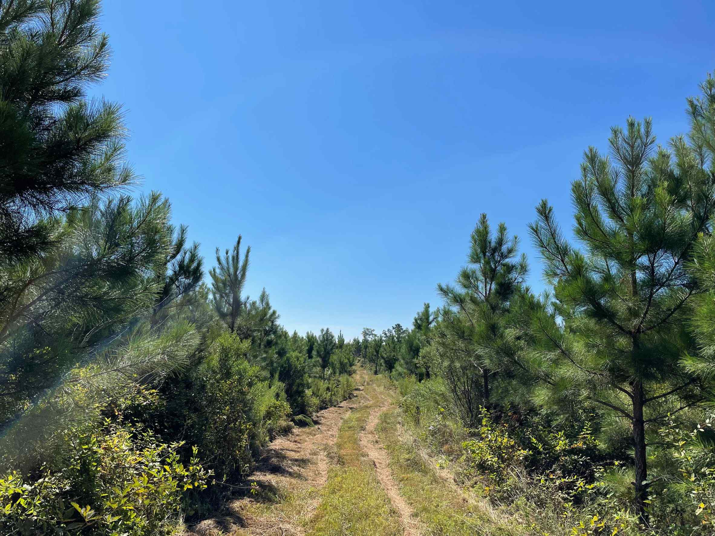 Advance Land and Timber Land for sale property_imgs/7~128.jpg