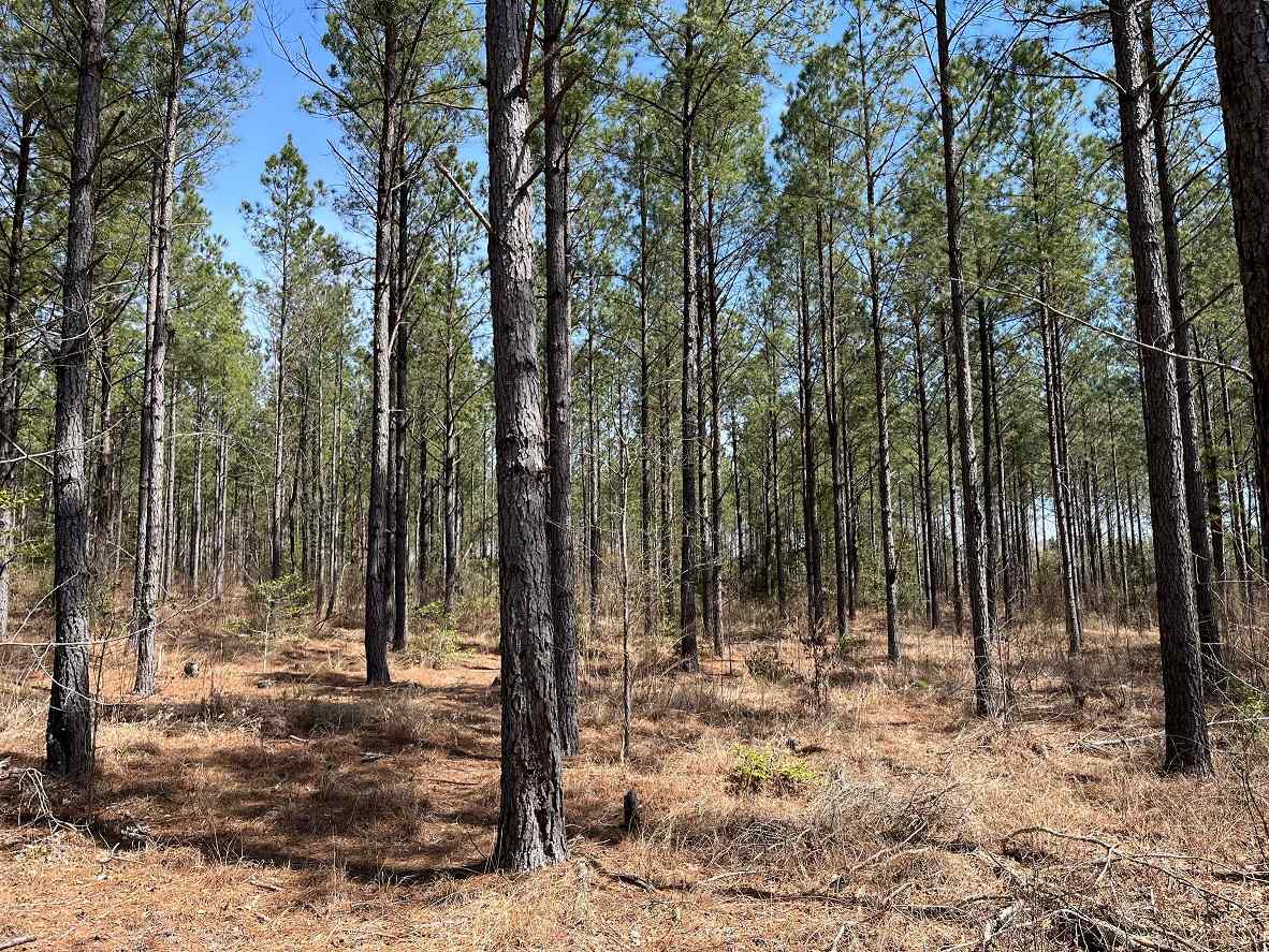 Advance Land and Timber Land for sale property_imgs/7~153.jpg