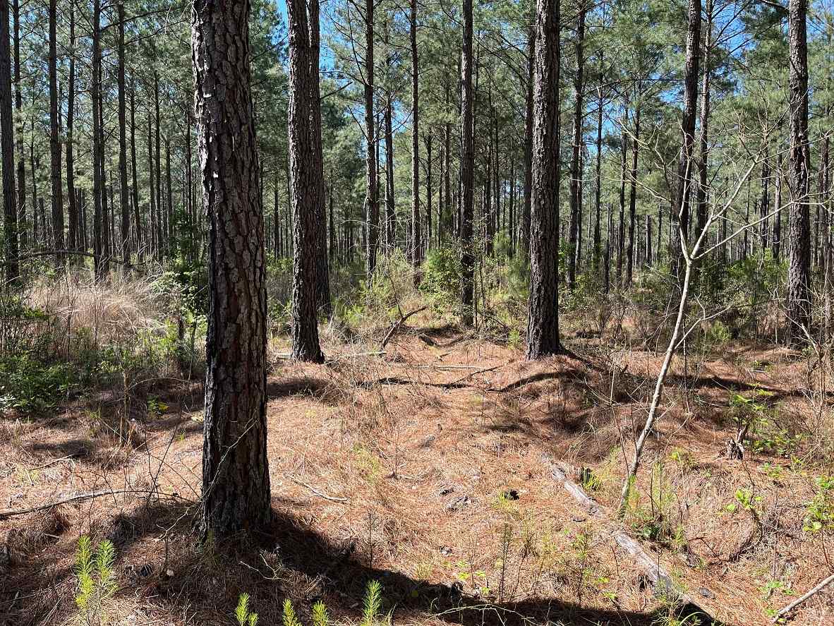 Advance Land and Timber Land for sale property_imgs/7~167.jpg