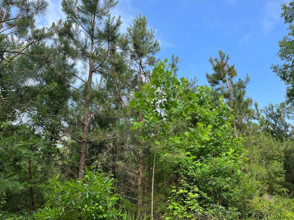 Advance Land and Timber Land for sale property_imgs/7~188.jpg