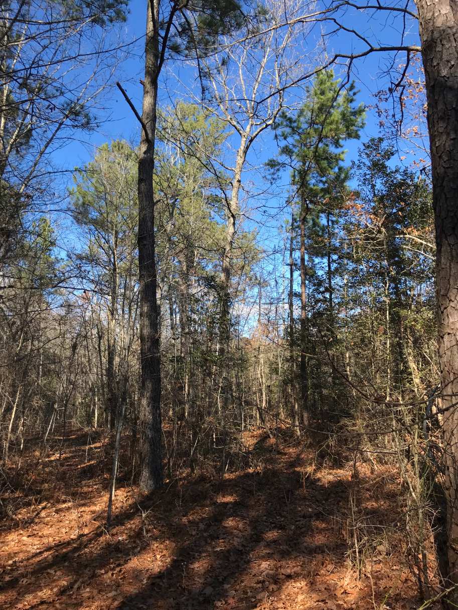 Advance Land and Timber Land for sale property_imgs/7~4.jpg