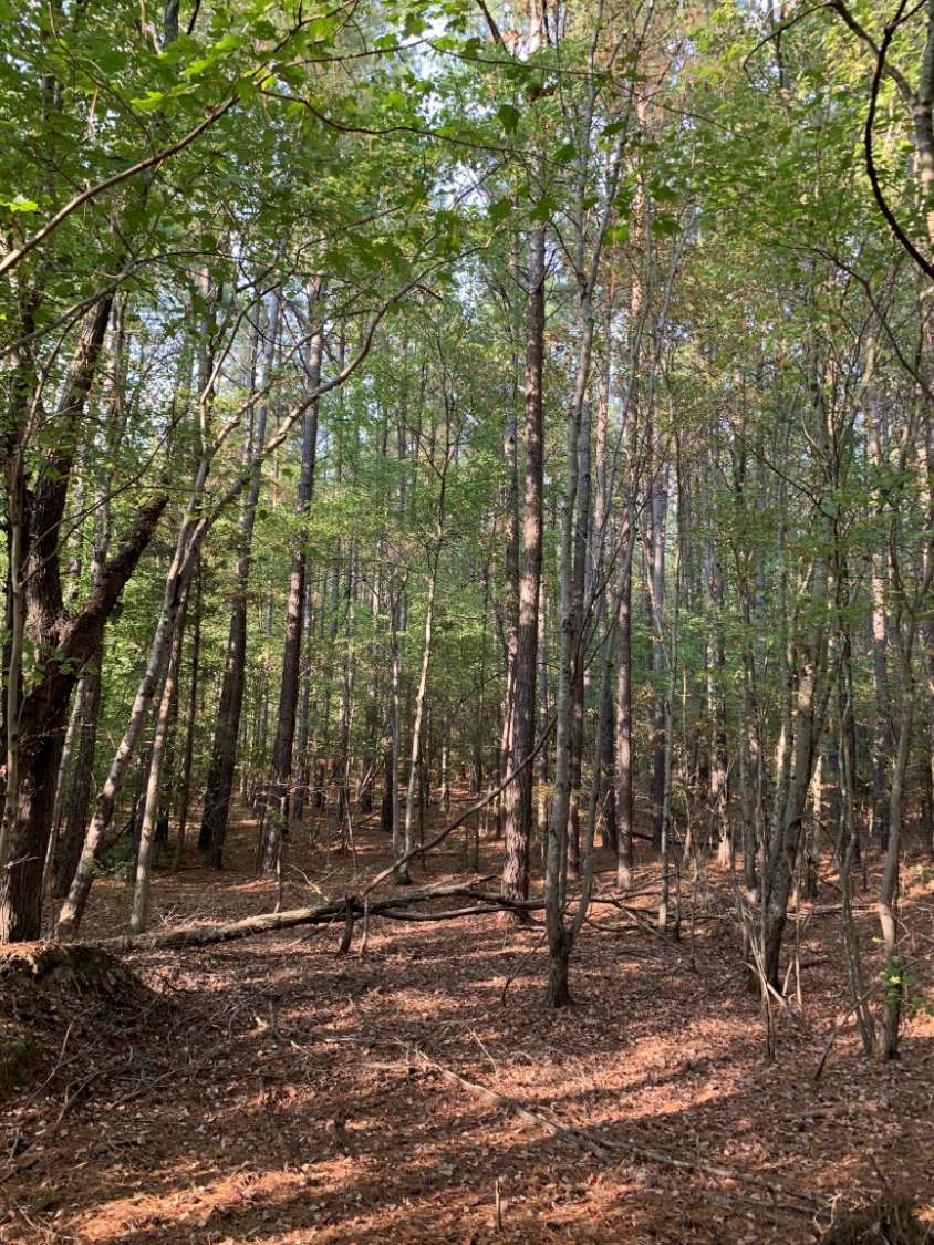 Advance Land and Timber Land for sale property_imgs/7~46.jpg