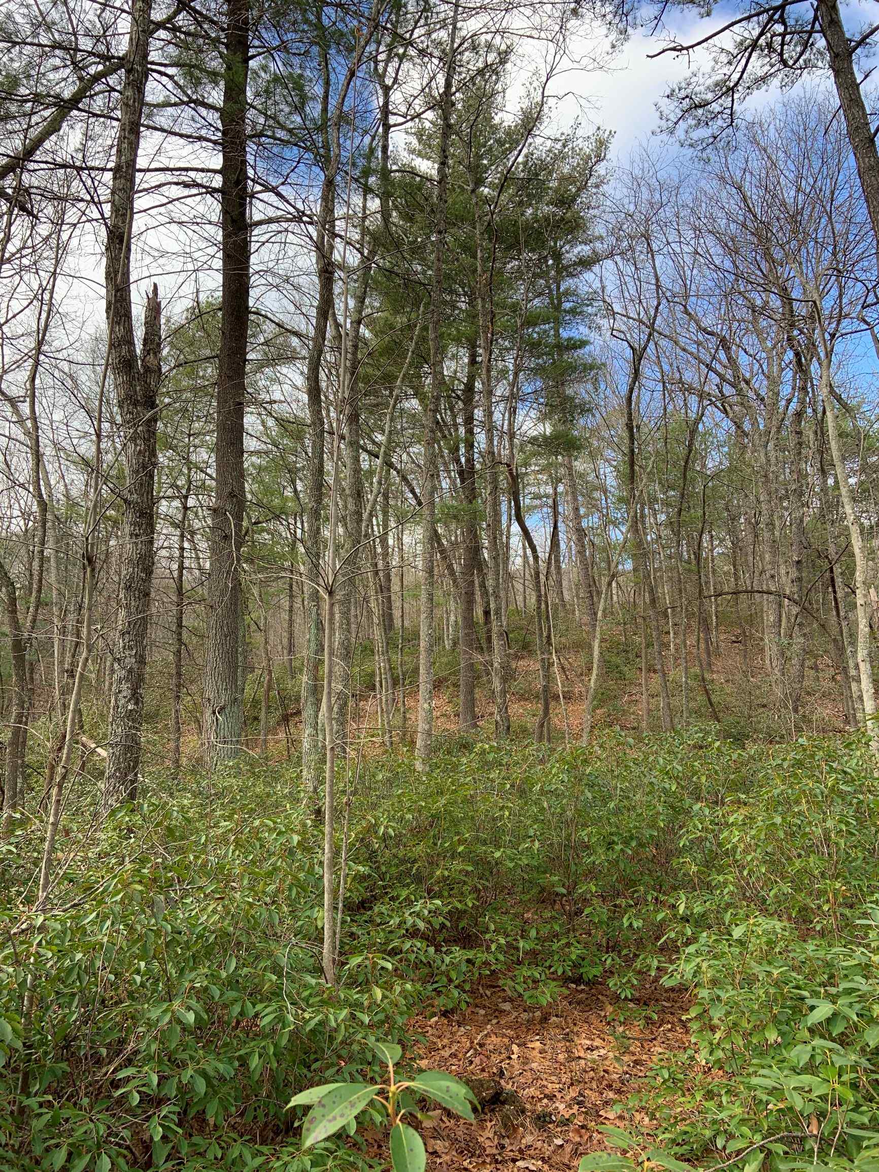 Advance Land and Timber Land for sale property_imgs/7~49.jpg